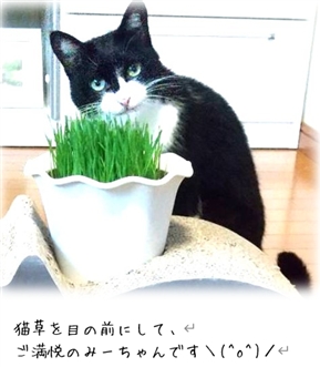 �F����Ԃ͌��Ŗ������Ă���