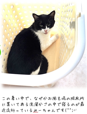 �K���}�g�ŔF�m�ǉ��P��