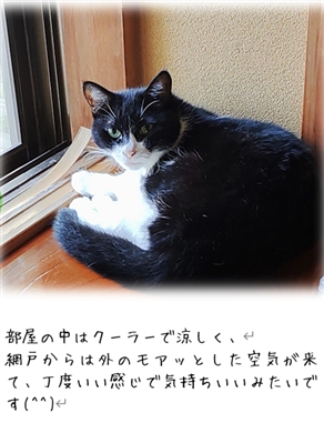 �I�L�V�g�V���̌��\